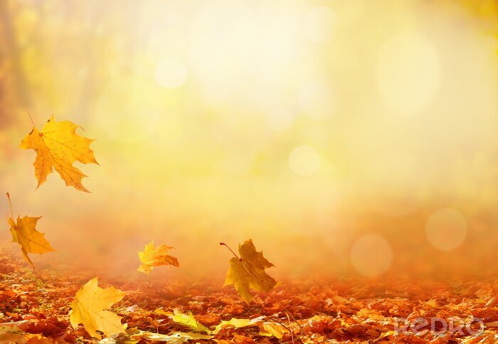 Tableau  Feuilles d'automne soufflant dans le vent