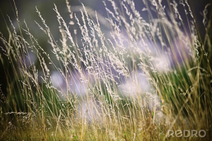 Tableau  Feuilles d'herbe sur le thème de la nature