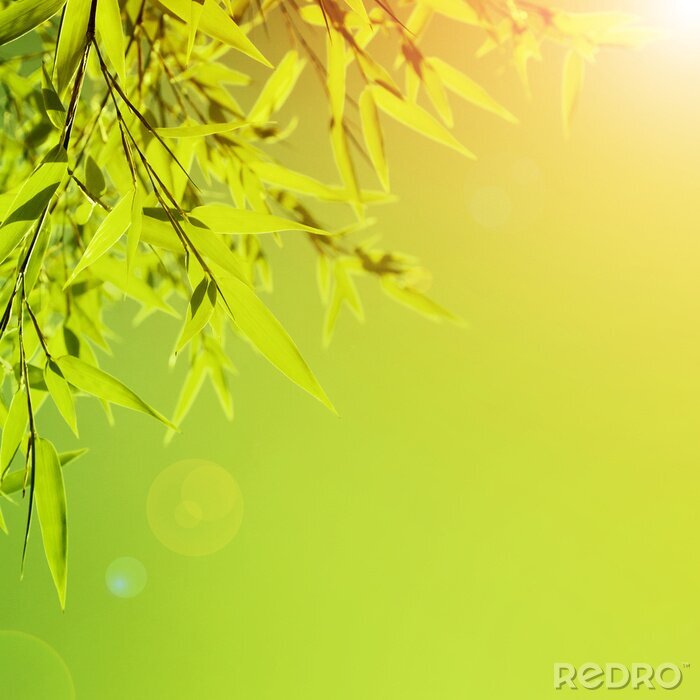 Tableau  Feuilles de bambou et soleil
