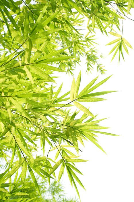 Tableau  Feuilles de bambou sur fond blanc