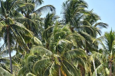 Tableau  Feuilles de palmier emportées par le vent