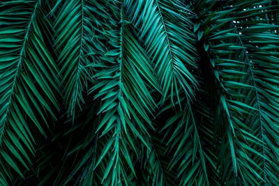 Feuilles de palmier tropicales 3D