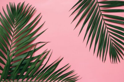 Tableau  Feuilles de palmier tropicales vertes sur un fond rose