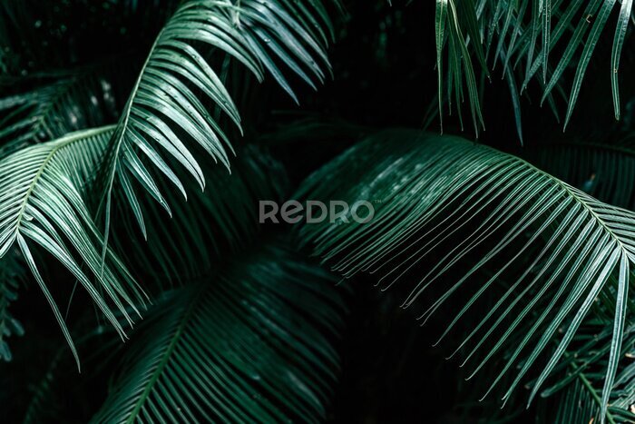 Tableau  Feuilles de palmier vert foncé dans une forêt tropicale