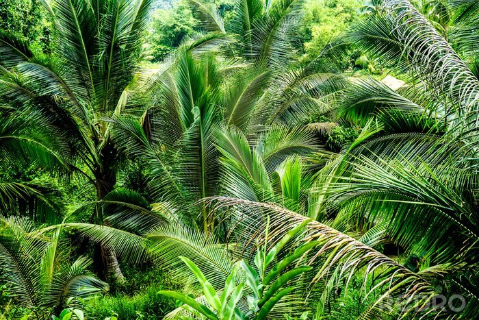 Tableau  Feuilles de plantes de la jungle