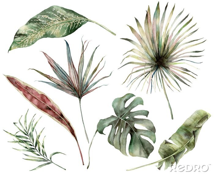 Tableau  Feuilles de plantes tropicales sur fond blanc
