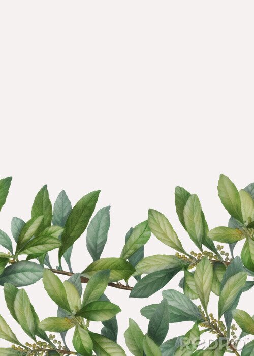 Tableau  Feuilles et bourgeons foliaires sur rameaux