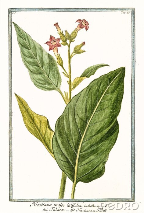 Tableau  Feuilles et fleurs de tabac sur une illustration