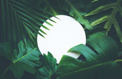 Tableau  Feuilles réelles avec un fond de copie blanc. Design de concept de nature botanique tropicale.