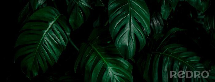 Tableau  Feuilles sombres d'un monstera sauvage