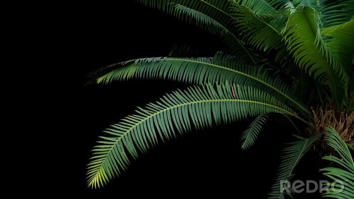 Tableau  Feuilles tropicales sur fond noir