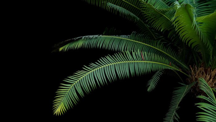 Tableau  Feuilles tropicales sur fond noir