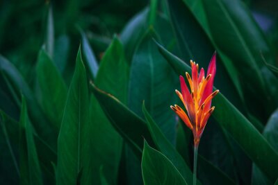 Tableau  Feuilles vert foncé et fleurs orange exotiques