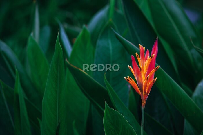 Tableau  Feuilles vert foncé et fleurs orange exotiques