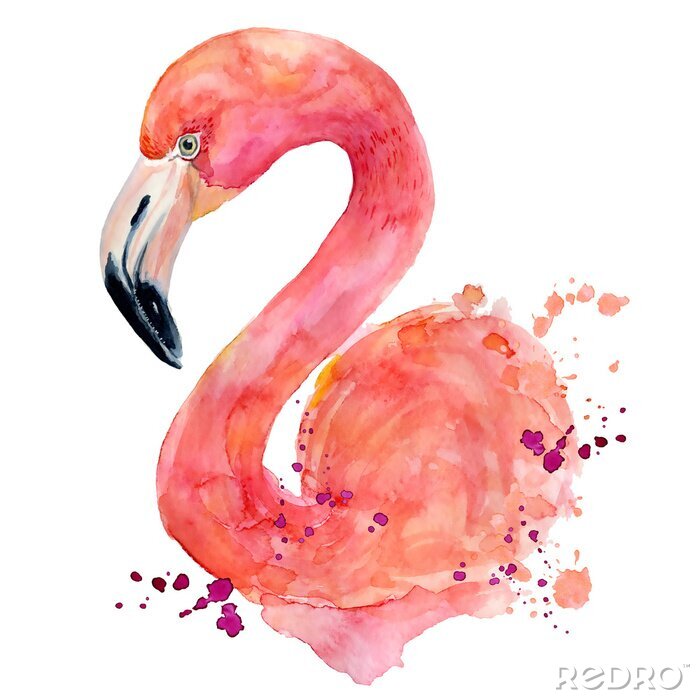 Tableau  Flamant aquarelle sur fond blanc