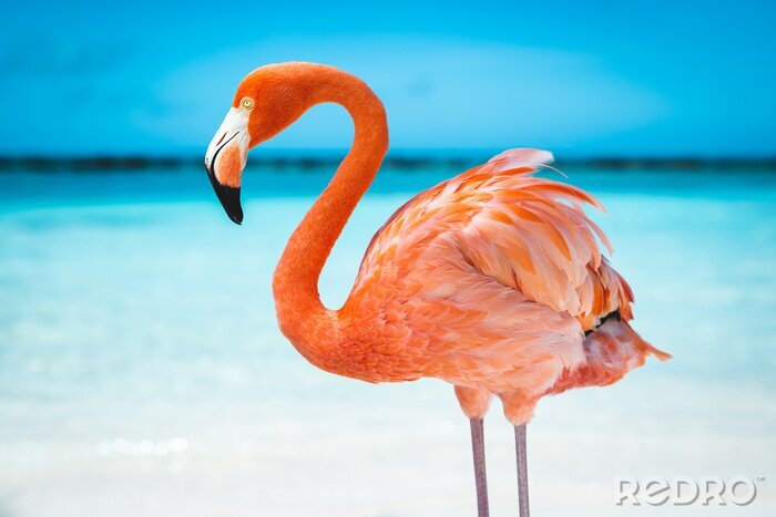 Tableau  Flamant rose sur fond d'eau bleue