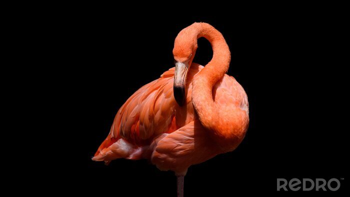 Tableau  Flamingo sur fond noirci