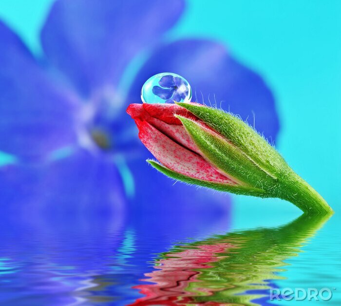 Tableau  fleur à l'intérieur de la goutte d'eau