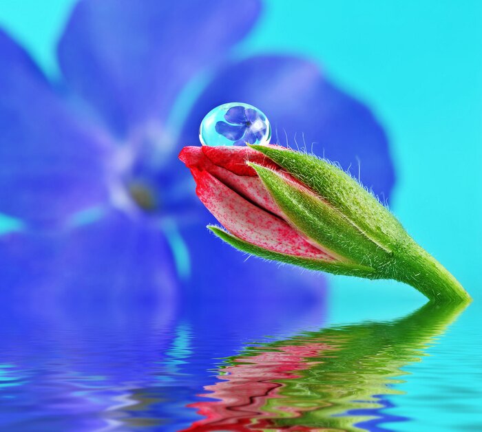 Tableau  fleur à l'intérieur de la goutte d'eau