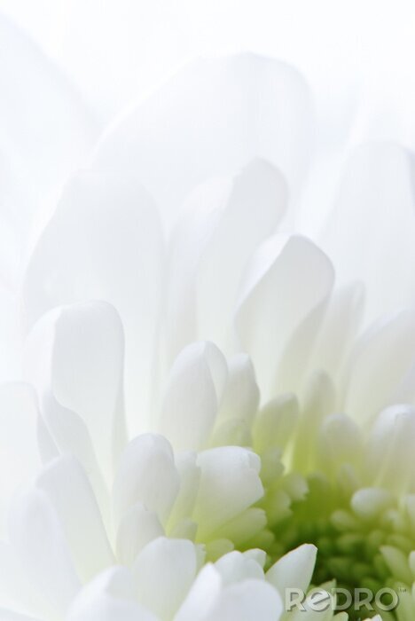 Tableau  Fleur blanche macro