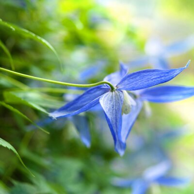 Fleur bleue macro