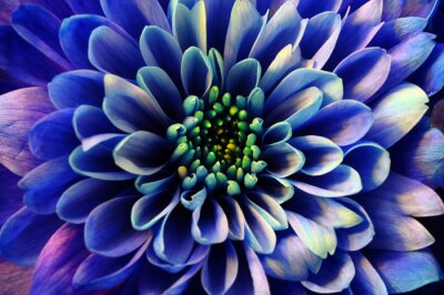 Fleur bleue macro