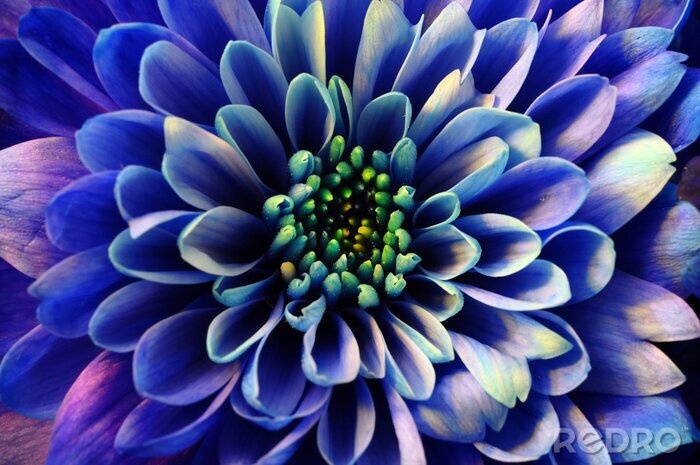 Tableau  Fleur bleue macro