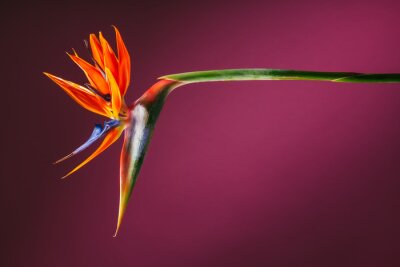 Tableau  Fleur d&#39;oiseau de paradis Strelitzia sur fond rose foncé