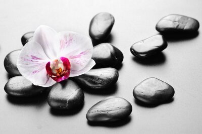 Tableau  Fleur d&#39;orchidée et pierres zen