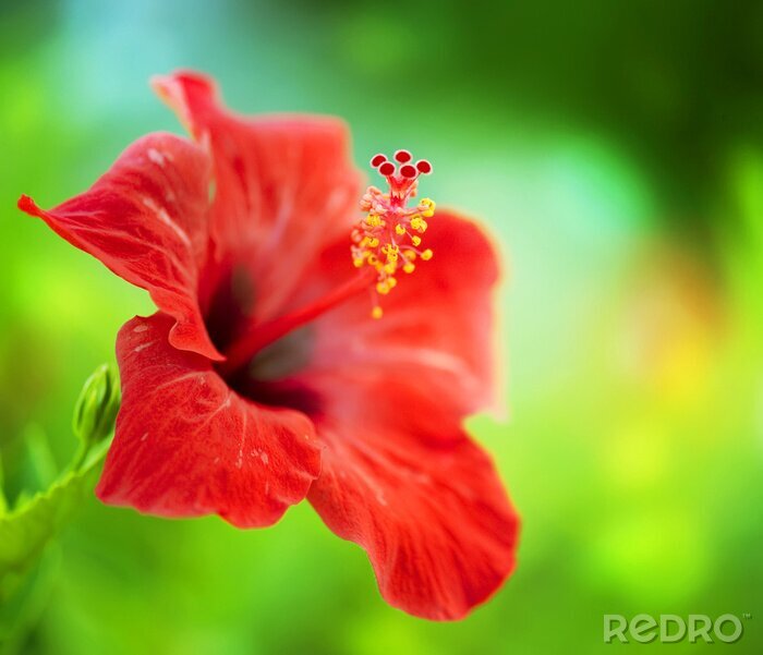 Tableau  Fleur d'hibiscus. Shallow DOF