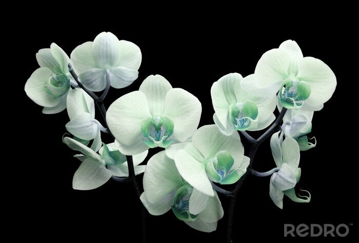Tableau  fleur d'orchidée