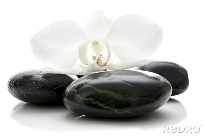 Tableau  Fleur d'orchidée sur des pierres zen