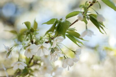 Tableau  Fleur de cerisier et nature