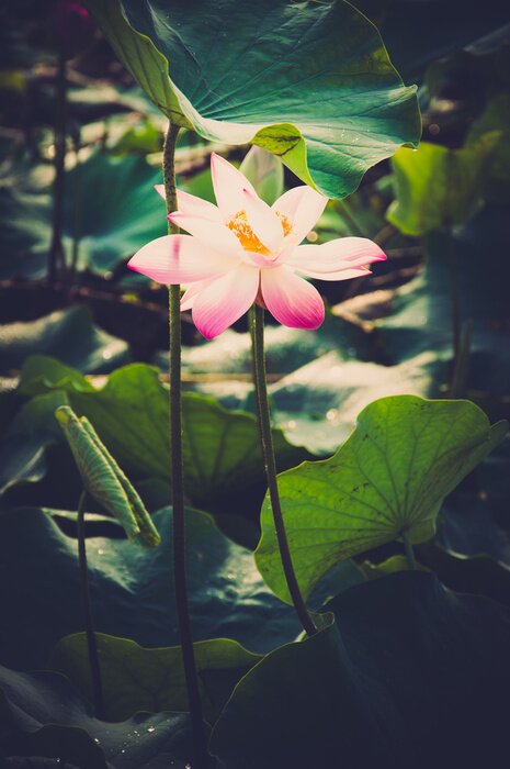 Tableau  Fleur de lotus sur l'eau
