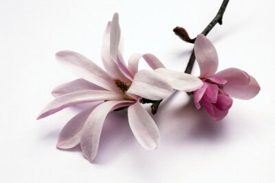 Tableau  fleur de magnolia
