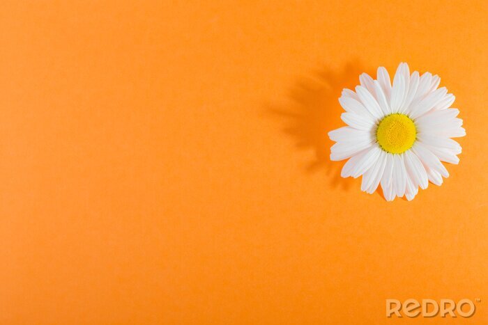 Tableau  Fleur de marguerite blanche sur un fond orange, avec une forte ombre