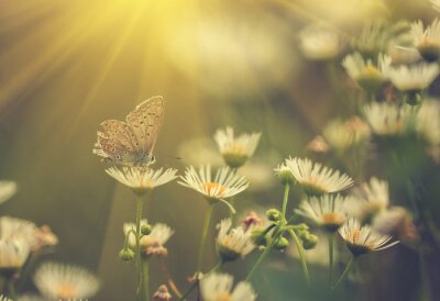 Fleur de papillon et soleil