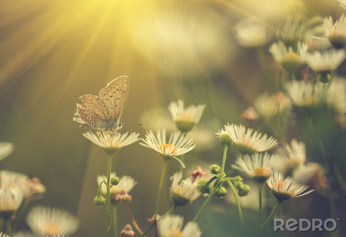Tableau  Fleur de papillon et soleil
