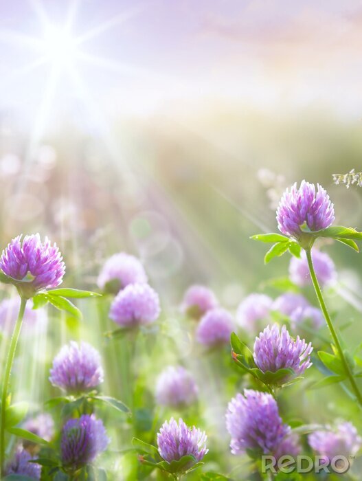Tableau  Fleur de trèfle au soleil
