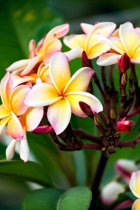 Tableau  fleur frangipanier