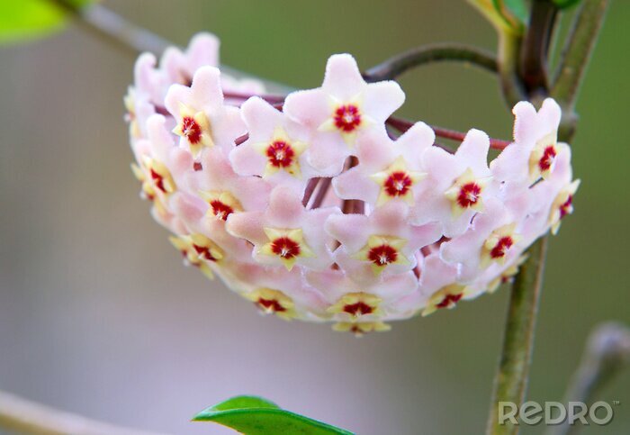 Tableau  Fleur originale