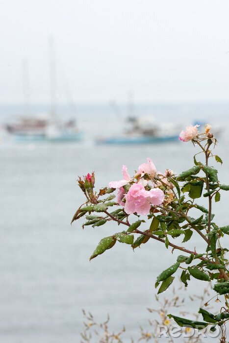 Tableau  Fleur rose bateaux en toile de fond
