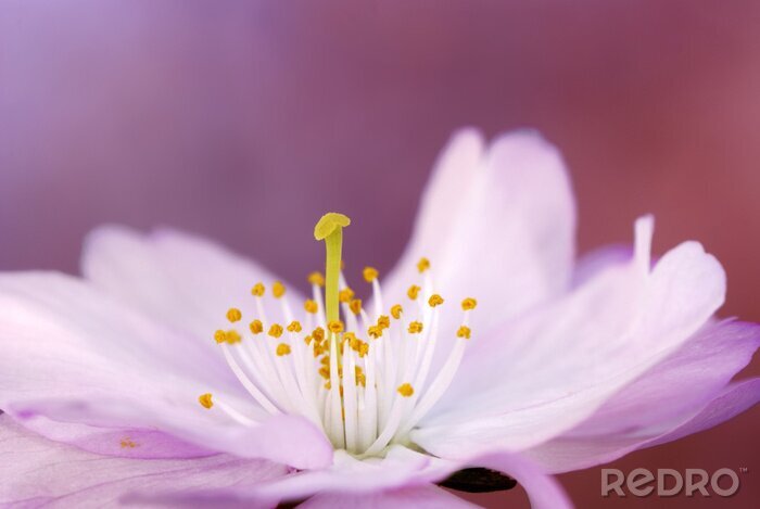 Tableau  Fleur rose et ses étamines
