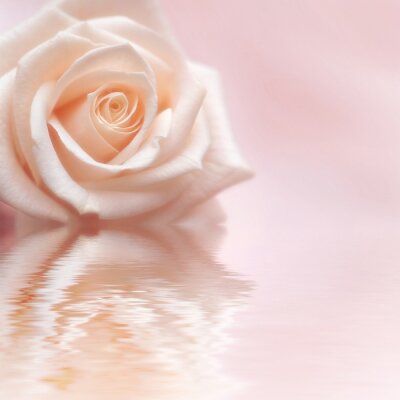 Fleur rose et son reflet
