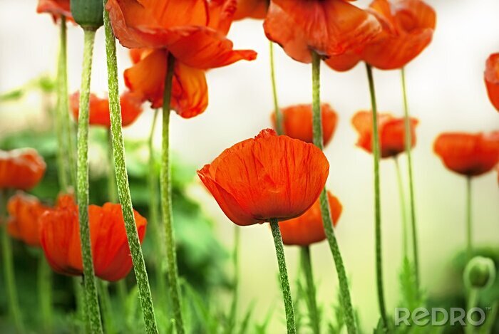 Tableau  Fleur rouge