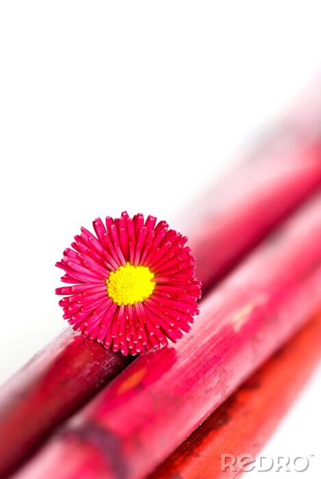 Tableau  Fleur sur une tige rouge