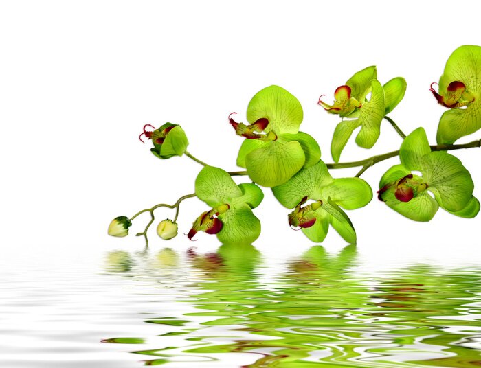 Tableau  Fleur verte dans l'eau