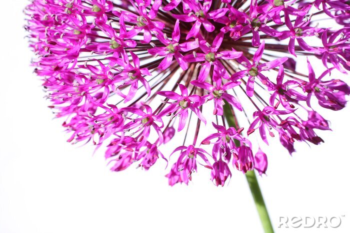 Tableau  Fleur violette dans un zoom