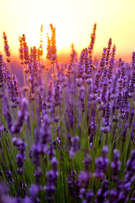 Tableau  Fleurir, lavande, champ, Coucher soleil, Provence, france