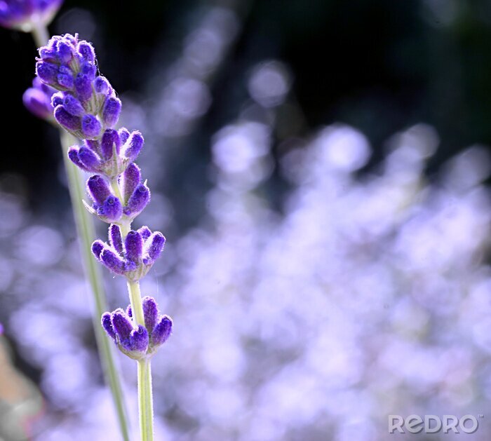 Tableau  Fleurs au soleil